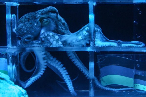 Kraken сайт зеркала