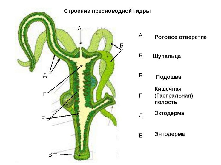 Зайти кракен через тор
